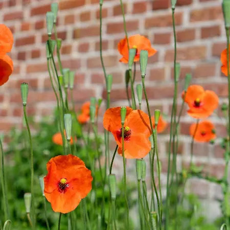 In Brick House With Garden Near Arnis * Grodersby